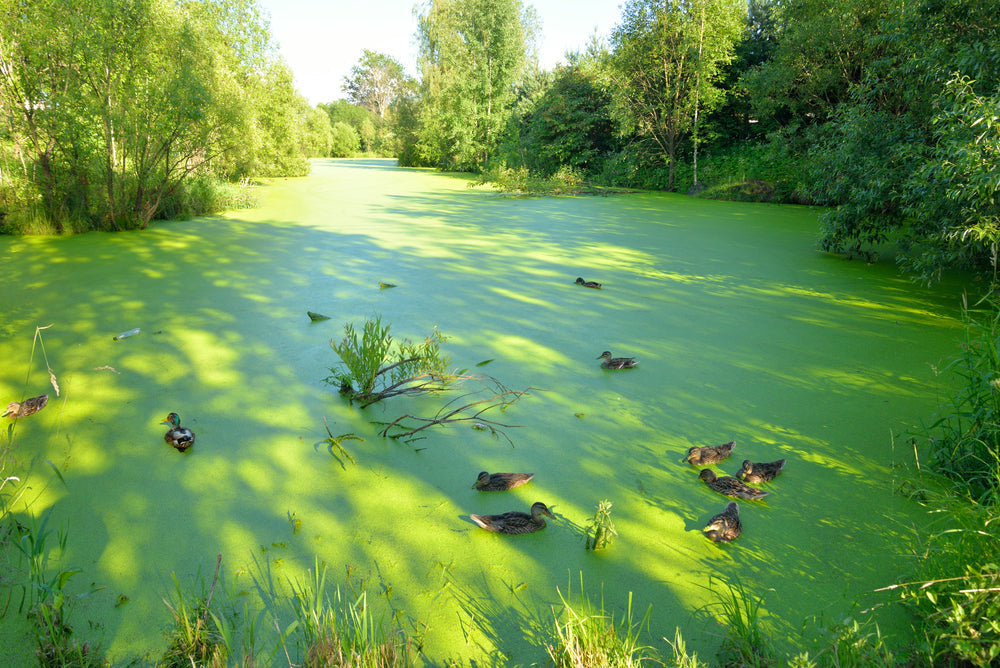 duckweed from your lake or pond