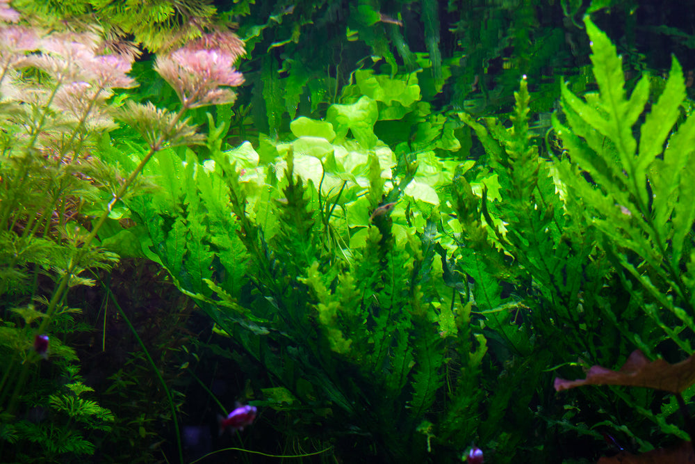 Deep water algae