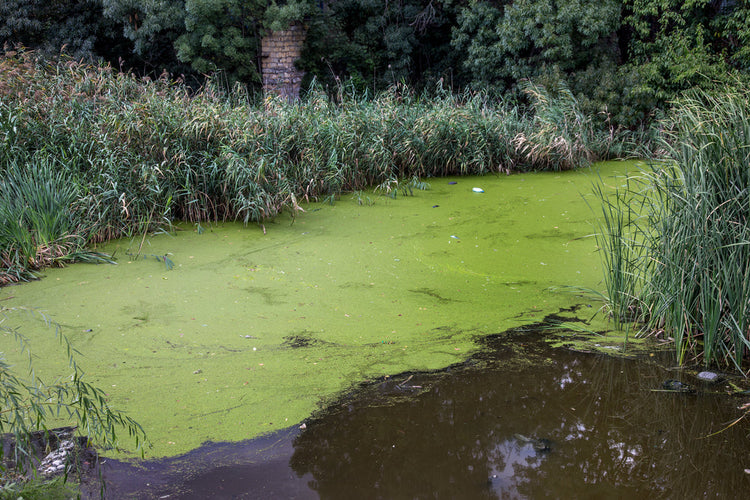 Understanding Scum On Ponds And Lakes: Causes, Effects, And Solutions 