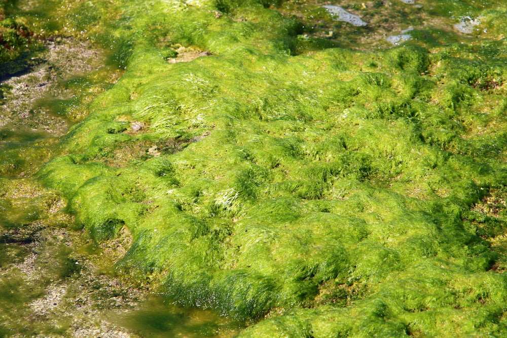 What Causes Algae in Lakes?